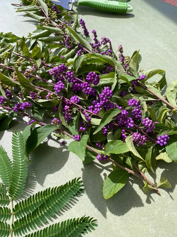 Beauty berry (Callicarpa americana)